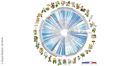 Stammbau der Blütenpflanzen als Kreis dargestellt, mit verschiedenen sich überschneidenden Abstammungslinien